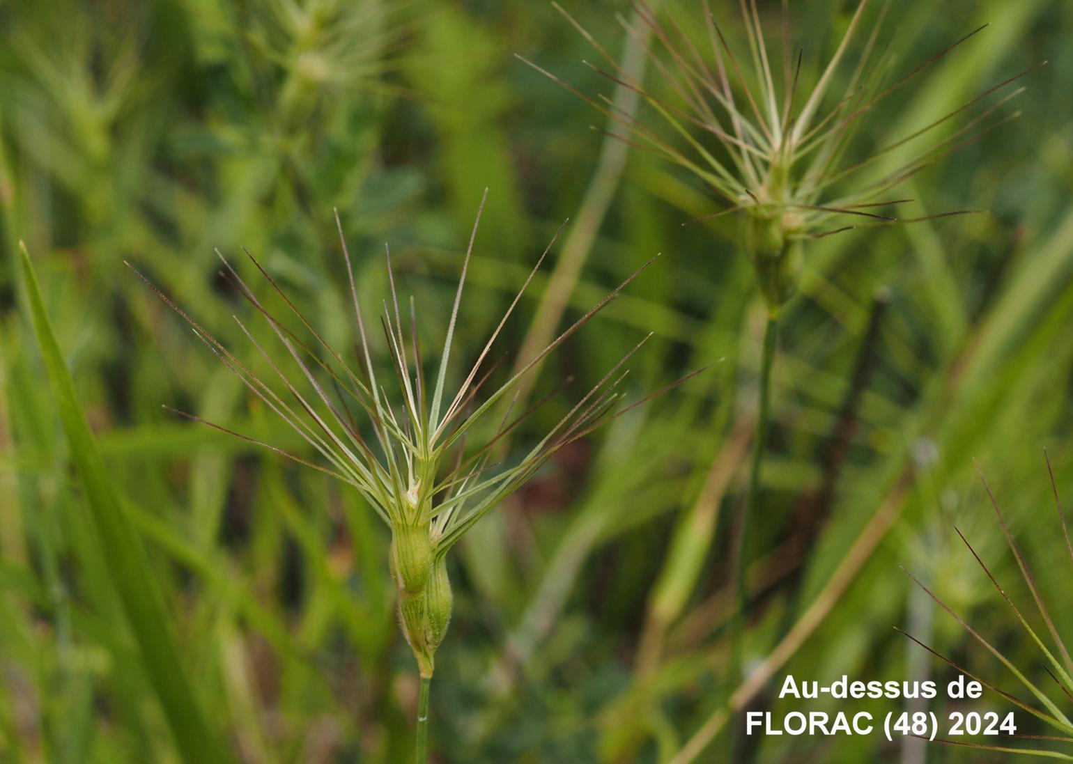 Goatgrass, Ovate
